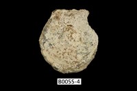 藏品(黑蝶珍珠蛤)的圖片